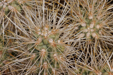 Yellow sheathed overlapping spines protrude from moderately obscured trichomatic glochidiate areoles of Cylindropuntia Echinocarpa, Cactaceae, native shrub in the North Mojave Desert, Springtime.