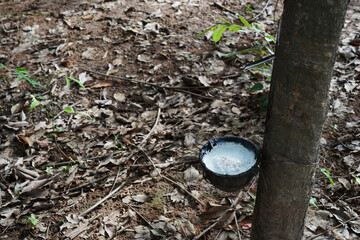 Natural rubber latex trapped from rubber tree.