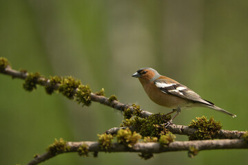 bird, robin, natur, wild lebende tiere, tier, wild, ast, schnabel