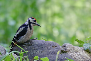 bird, natur, wild lebende tiere, tier, schnabel, specht,