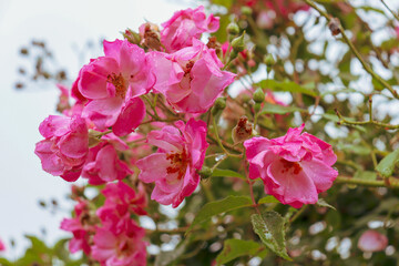 old fashioned pink rose flowers in garden against sky