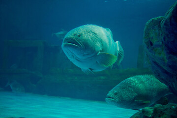 fish at a aquarium, Grouper
