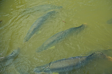 arapaima, dangerous amazon fish, giant
