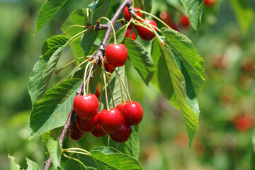 Close up fresh yellow and red cherries on the tree branch
