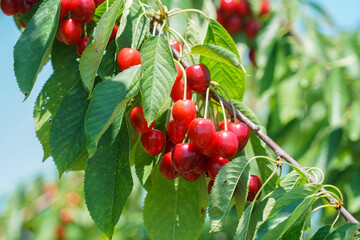 Close up fresh yellow and red cherries on the tree branch
