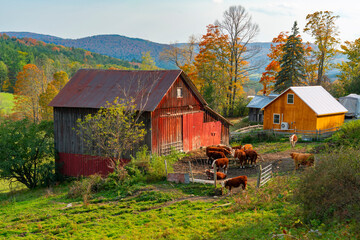 farm house and cows in autumn season