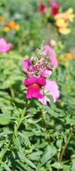 Snapdragon flower or Antirrhinum (Latin Antirrhinum) in the summer garden 