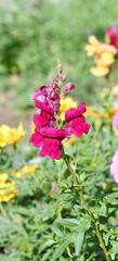 Obraz premium Snapdragon flower or Antirrhinum (Latin Antirrhinum) in the summer garden 