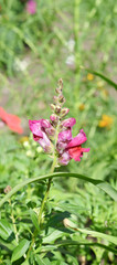 Snapdragon flower or Antirrhinum (Latin Antirrhinum) in the summer garden 