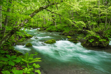 Obraz premium 新緑の奥入瀬渓流 青森県