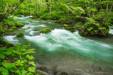 新緑の奥入瀬渓流　青森県