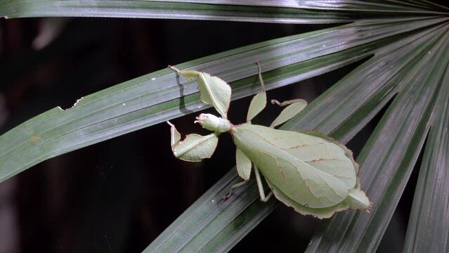 Phyllium giganteum, leaf insect walking leave, insect on tree in tropical forests from chiang mai, thailand.