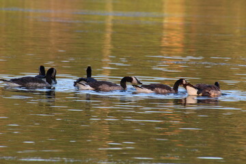 Family Of Geese, Elk Island National Park, Alberta