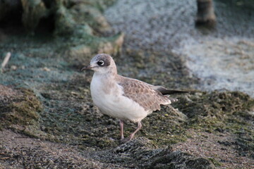 seagull on the beach, Elk Island National Park, Alberta