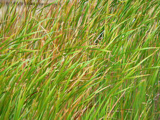 Close up of reeds near a waterway