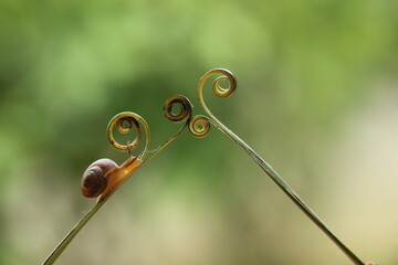 snails live in the forest