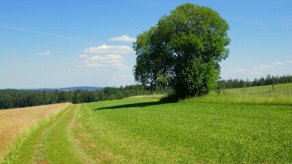 Fototapeta na wymiar herrlich grüne Landschaft mit Baum und Wiesen im Schwarzwald unter blauem Himmel mit weißen Wolken