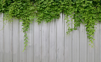 Fototapeta na wymiar Close up green climber plant on a galvanized fence background for design and decoration.
