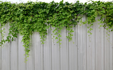 Fototapeta na wymiar Close up green climber plant on a galvanized fence, natural concept with sky background.
