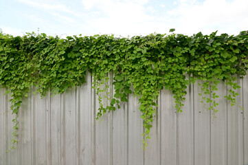 Close up green climber plant on a galvanized fence, natural concept with sky background. - obrazy, fototapety, plakaty