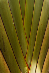 Ciemno zielone naturalne tło, tropikalne liście palm. estetyczna botaniczna tekstura.