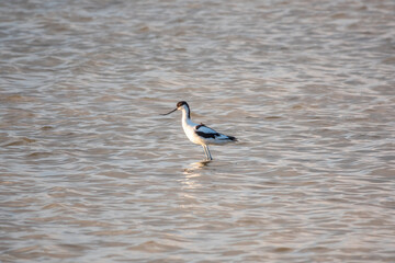 Water bird pied avocet, Recurvirostra avosetta, feeding in the lake. The pied avocet is a large black and white wader with long, upturned beak