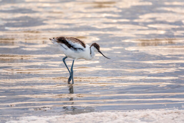 Water bird pied avocet, Recurvirostra avosetta, feeding in the lake. The pied avocet is a large...