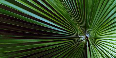 Plant tropical background, green dark palm leaves, aesthetic botanical texture.