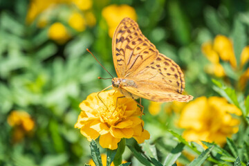 The dark green fritillary butterfly collects nectar on flower. Speyeria aglaja is a species of butterfly in the family Nymphalidae.