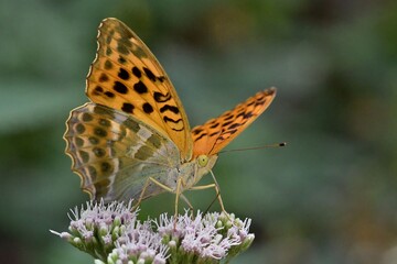 papillon Tabac d'Espagne