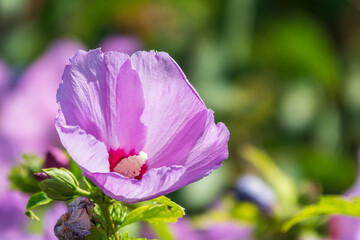 Pink flowers of Hibiscus moscheutos plant close-up. Hibiscus moscheutos, swamp hibiscus,