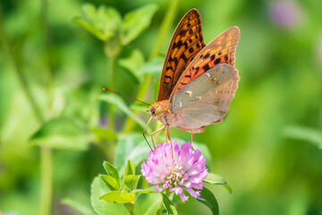 The dark green fritillary butterfly collects nectar on flower. Speyeria aglaja is a species of butterfly in the family Nymphalidae.