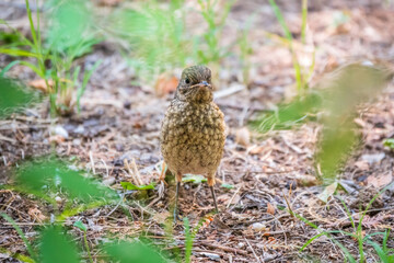 The common redstart, Phoenicurus phoenicurus, young bird, is sitting on a ground against a blurred background.