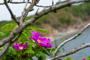 Blurred focus. Pink rosehip flowers over the sea.