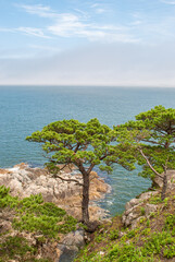 Fototapeta na wymiar Blurred focus. Seascape. Cape Pine.