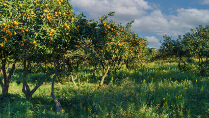 Fototapeta na wymiar landscape with tangerine garden under a blue sky