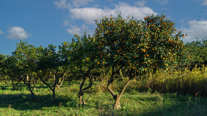 landscape with tangerine garden under a blue sky