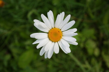 Daisy in the garden, a lot of petals