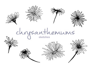 set of flowers chrysanthemum ink drawing