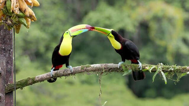 a keel-billed toucan feeds banana to its mate or its young while perched on a branch in costa rica