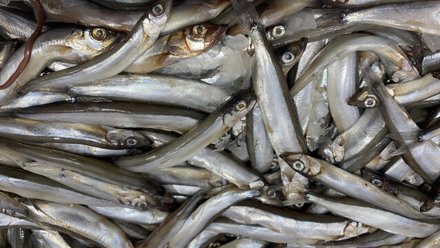 Background of fresh raw capelin fish with ice