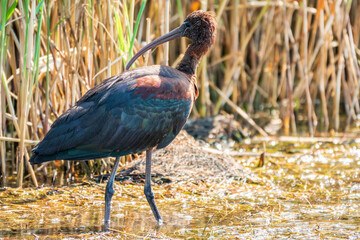 The glossy ibis, latin name Plegadis falcinellus, searching for food in the shallow lagoon.