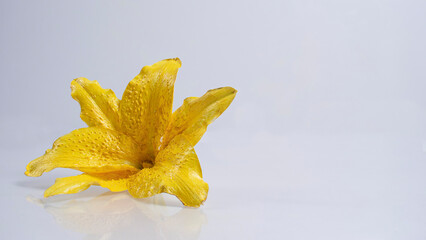 yellow lily flower on white table
