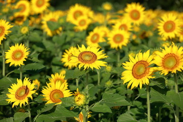 Obraz premium I went to a beautiful sunflower field last weekend