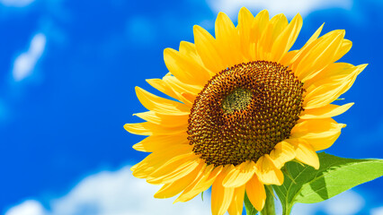 Beautiful yellow sunflower isolated under the blue sky in hot summer, Flower or flora background - obrazy, fototapety, plakaty