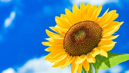 Poster Beautiful yellow sunflower isolated under the blue sky in hot summer, Flower or flora background © Akio Mic