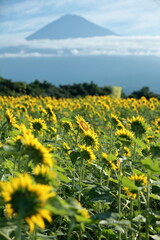 scores of sunflowers