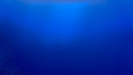 Fototapeta na wymiar Silhouette of a hammerhead shark in the blue sea