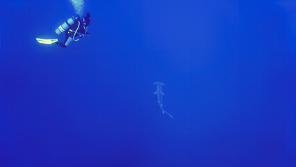 Fototapeta na wymiar Underwater photo of scalloped hammerhead shark and a scuba diver. From a scuba dive in the Red sea in Egypt.