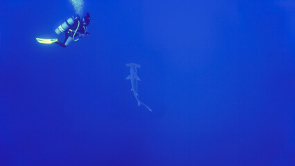 Underwater photo of scalloped hammerhead shark and a scuba diver. From a scuba dive in the Red sea in Egypt. © Johan